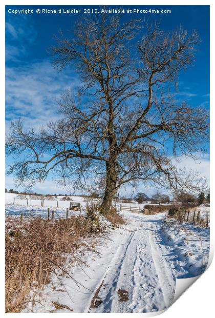 Snowy Lane and Ash Tree Silhouette Print by Richard Laidler