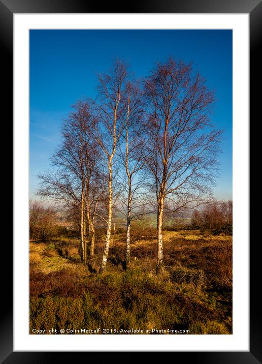 Silver Birches Framed Mounted Print by Colin Metcalf