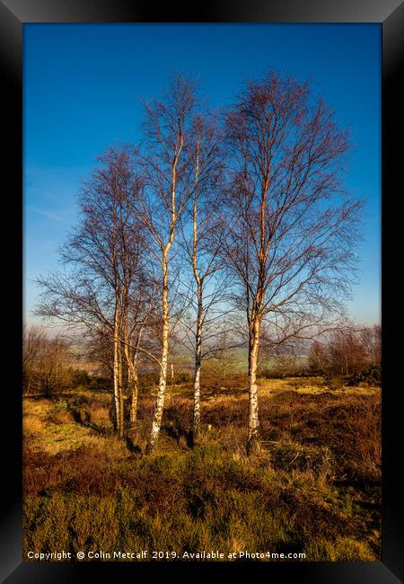 Silver Birches Framed Print by Colin Metcalf