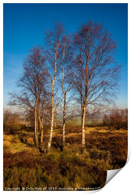 Silver Birches Print by Colin Metcalf