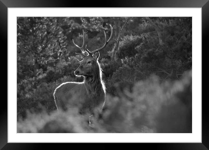 Red Deer Stag  Framed Mounted Print by Macrae Images