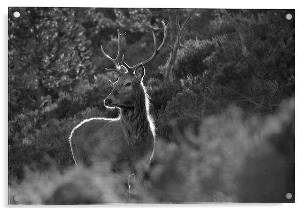 Red Deer Stag  Acrylic by Macrae Images