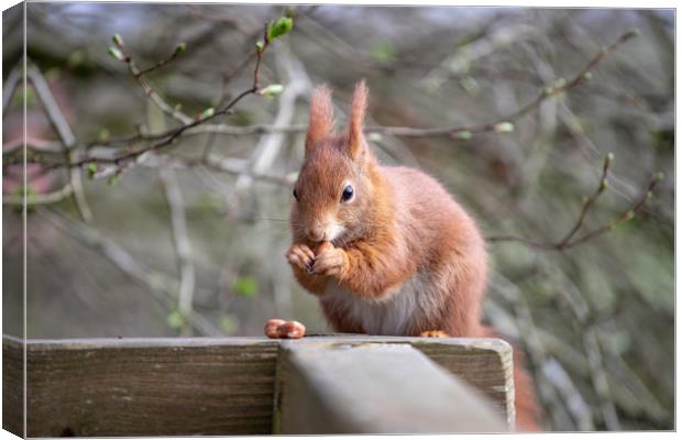The Red Squirrel Canvas Print by Images of Devon