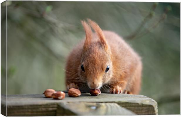 Look At My Nuts Canvas Print by Images of Devon