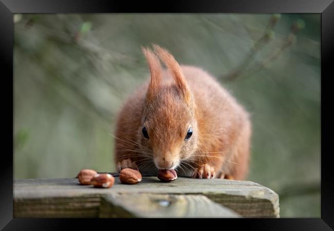 Look At My Nuts Framed Print by Images of Devon