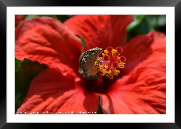 Wall Lizard inside a Hibiscus flower Framed Mounted Print by Angela Wallace