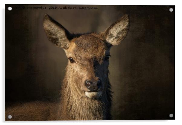 Portrait Of A Wild Red Deer Acrylic by rawshutterbug 