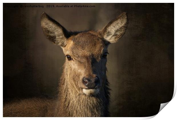 Portrait Of A Wild Red Deer Print by rawshutterbug 