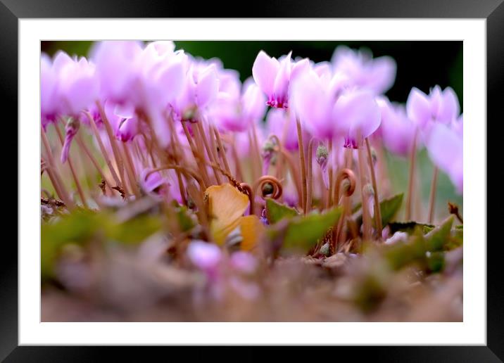 Flaming Cyclamen                                   Framed Mounted Print by Ling Peng