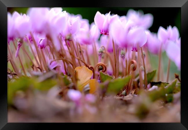 Flaming Cyclamen                                   Framed Print by Ling Peng