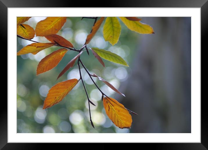 Beech leaves in Autumn                Framed Mounted Print by Ling Peng