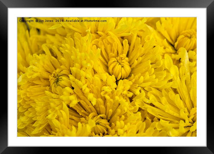 Frame full of yellow Chrysanthemums Framed Mounted Print by Jim Jones