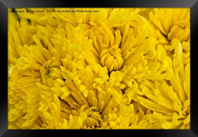 Frame full of yellow Chrysanthemums Framed Print by Jim Jones