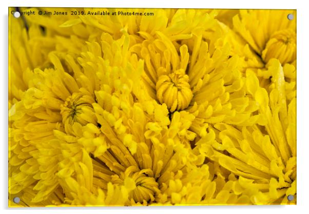 Frame full of yellow Chrysanthemums Acrylic by Jim Jones