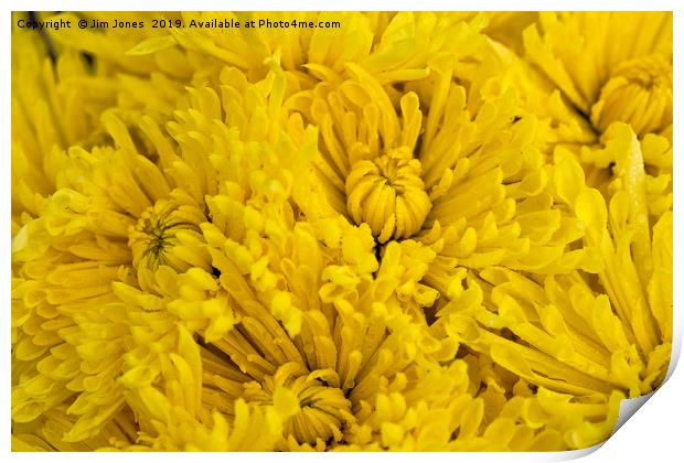 Frame full of yellow Chrysanthemums Print by Jim Jones