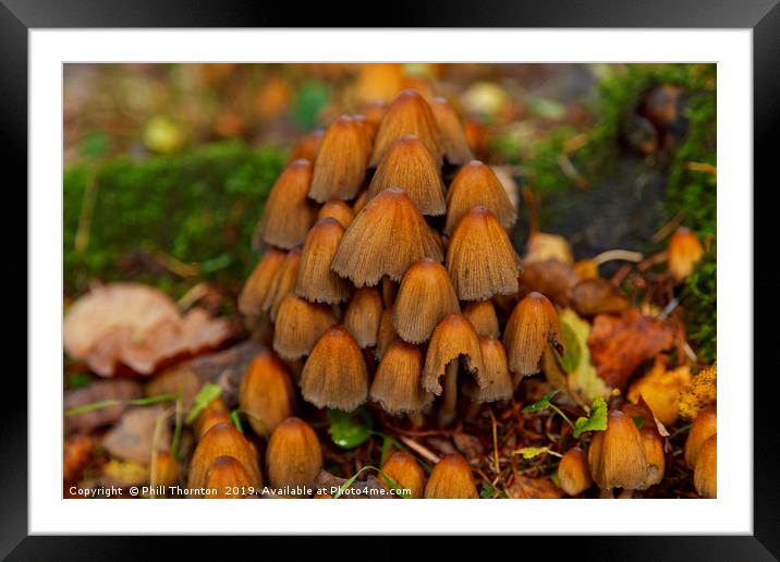 Wild mushrooms Framed Mounted Print by Phill Thornton