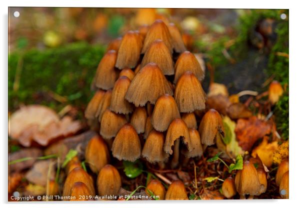 Wild mushrooms Acrylic by Phill Thornton