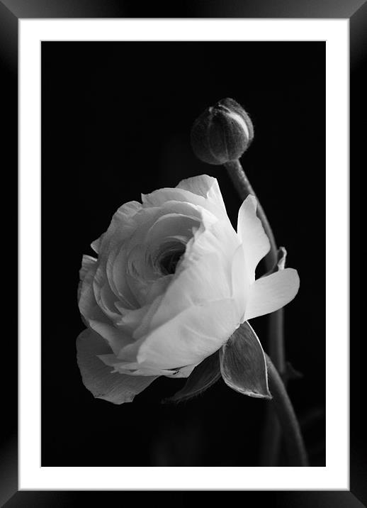 rose in black and white Framed Mounted Print by Dawn Cox