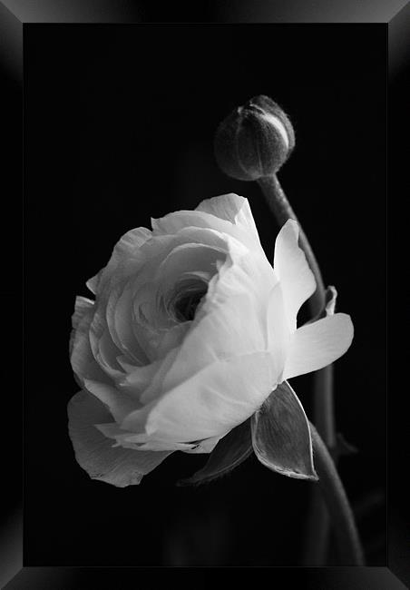 rose in black and white Framed Print by Dawn Cox