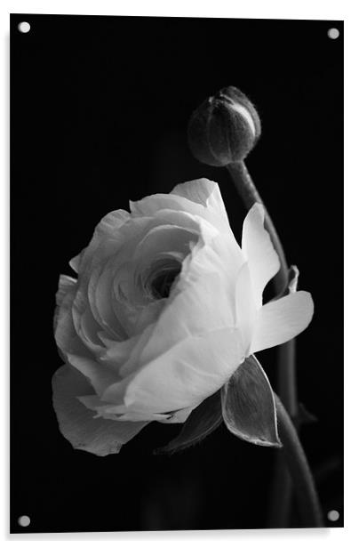 rose in black and white Acrylic by Dawn Cox