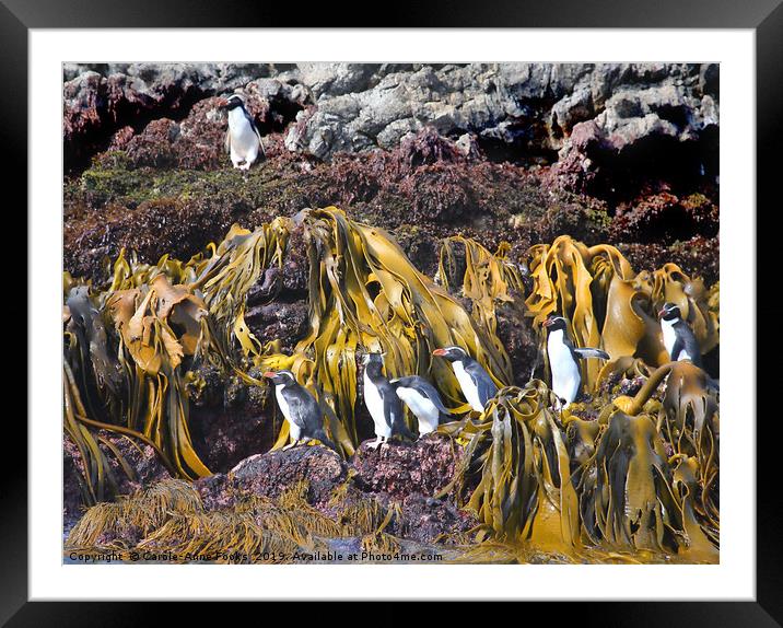 Snares Crested Penguins  Framed Mounted Print by Carole-Anne Fooks