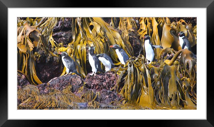 Snares Crested Penguins  Framed Mounted Print by Carole-Anne Fooks
