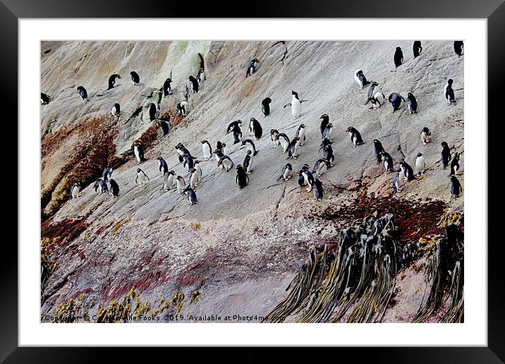 The Snares  Framed Mounted Print by Carole-Anne Fooks