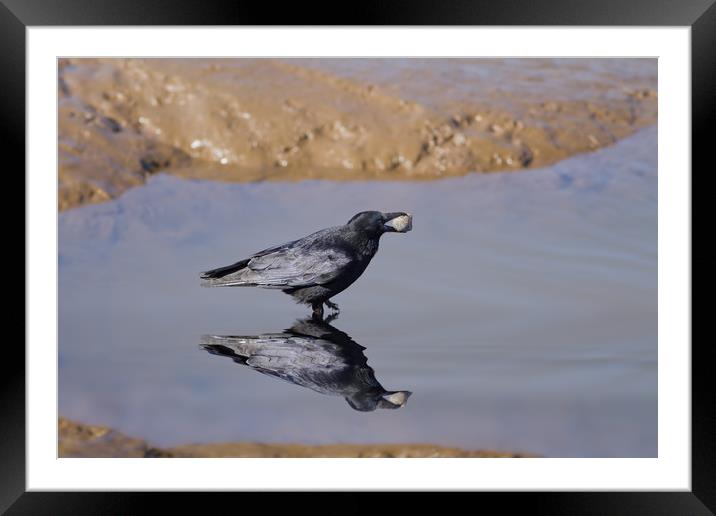 Raven with Mussel Framed Mounted Print by Bahadir Yeniceri