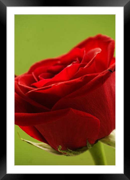 Red Rose Framed Mounted Print by Dawn Cox