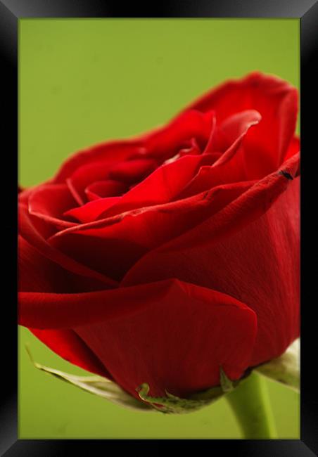 Red Rose Framed Print by Dawn Cox