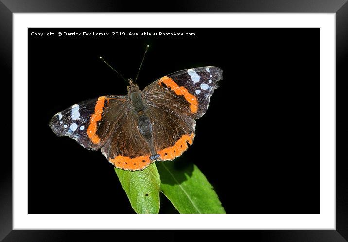 Red Admiral Butterfly Framed Mounted Print by Derrick Fox Lomax