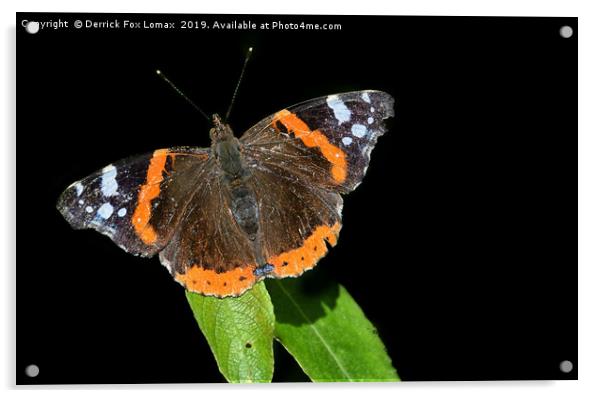 Red Admiral Butterfly Acrylic by Derrick Fox Lomax