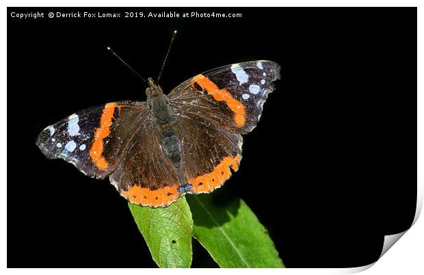Red Admiral Butterfly Print by Derrick Fox Lomax