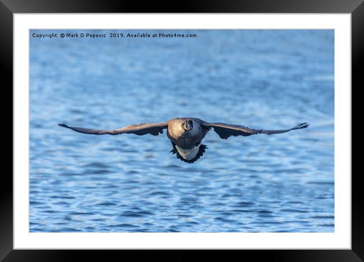 Canada Goose Framed Mounted Print by Mark D Popovic