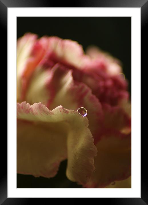 raindrop Framed Mounted Print by Dawn Cox
