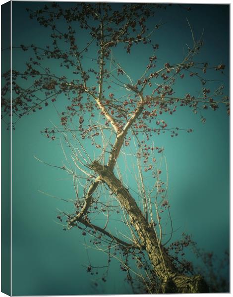 Tree on blue sky background Canvas Print by Larisa Siverina