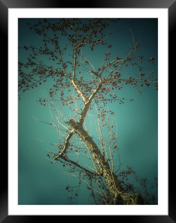 Tree on blue sky background Framed Mounted Print by Larisa Siverina