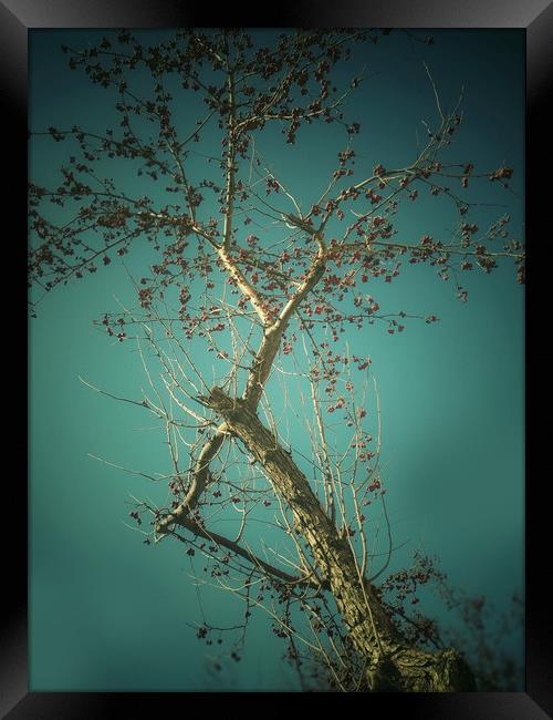Tree on blue sky background Framed Print by Larisa Siverina