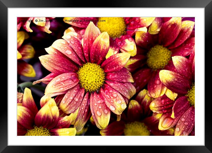 Flowers after showers Framed Mounted Print by Jim Jones