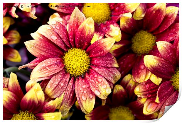 Flowers after showers Print by Jim Jones