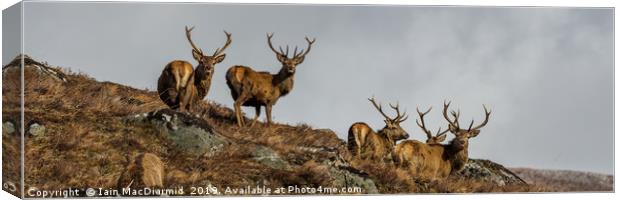 Stag Party Canvas Print by Iain MacDiarmid