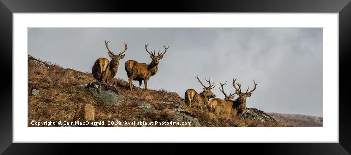 Stag Party Framed Mounted Print by Iain MacDiarmid