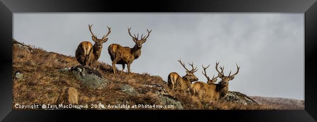 Stag Party Framed Print by Iain MacDiarmid