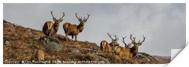 Stag Party Print by Iain MacDiarmid