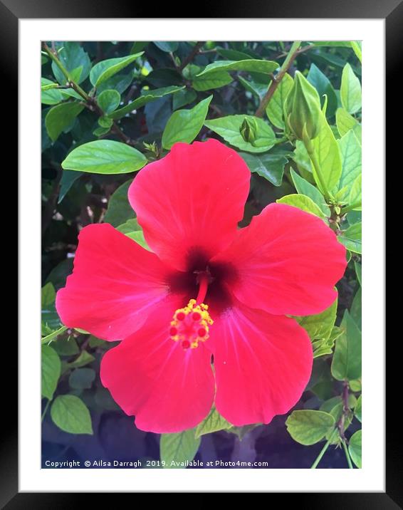 Red Hibiscus Tropical Flower Framed Mounted Print by Ailsa Darragh
