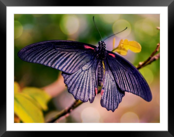 Asian Swallowtail Framed Mounted Print by Jason Williams