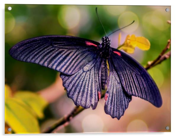 Asian Swallowtail Acrylic by Jason Williams