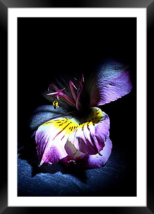 Out of the shadow Framed Mounted Print by Doug McRae
