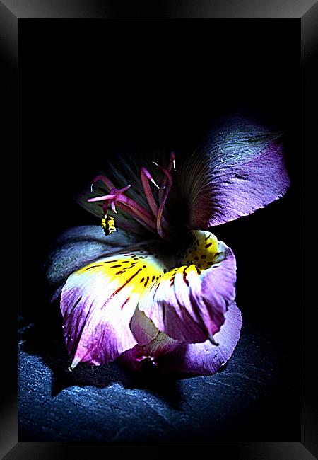 Out of the shadow Framed Print by Doug McRae