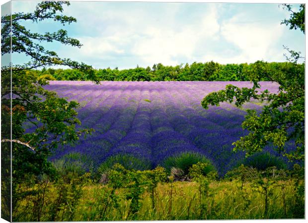 Summertime Lavender Canvas Print by Jason Williams